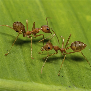 Helping Ants Ltd jobs - logo